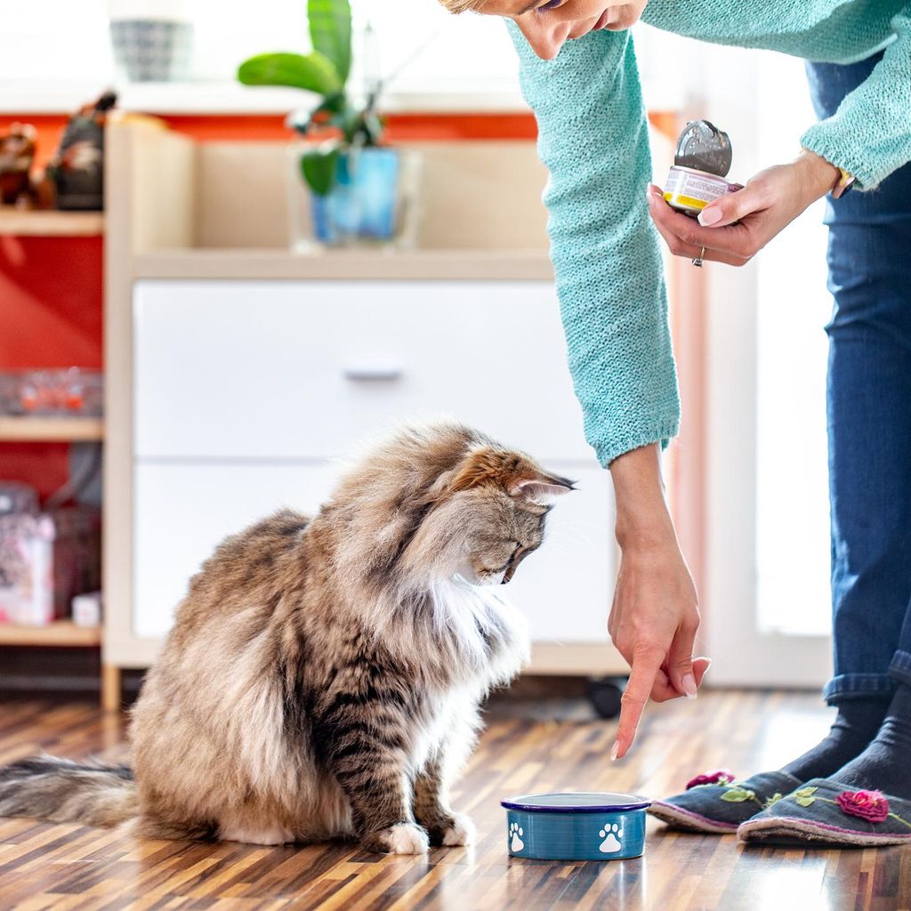 Elegir el tipo de alimento ideal para tu gato es vital