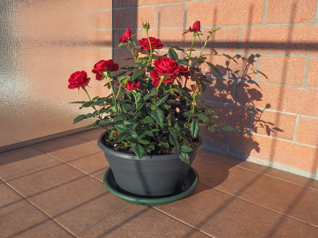 Rosal mini o pitiminí
