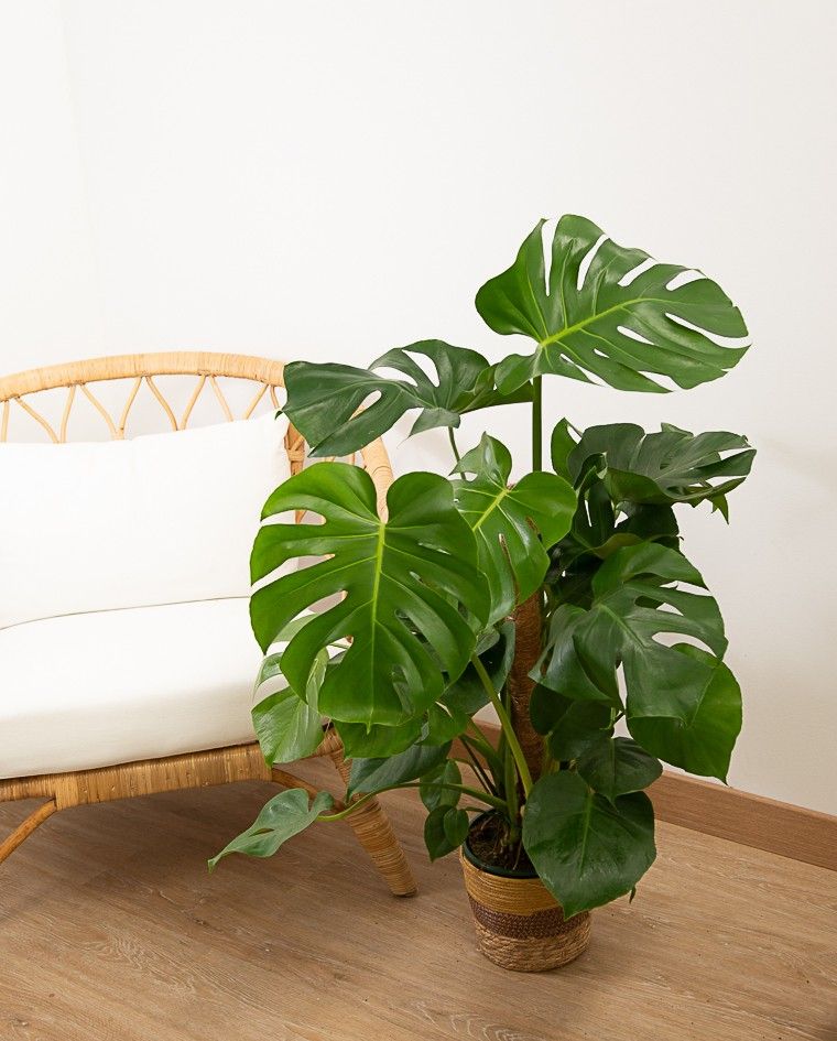 La monstera adulta debe sujetarse con un tutor, por el que trepa