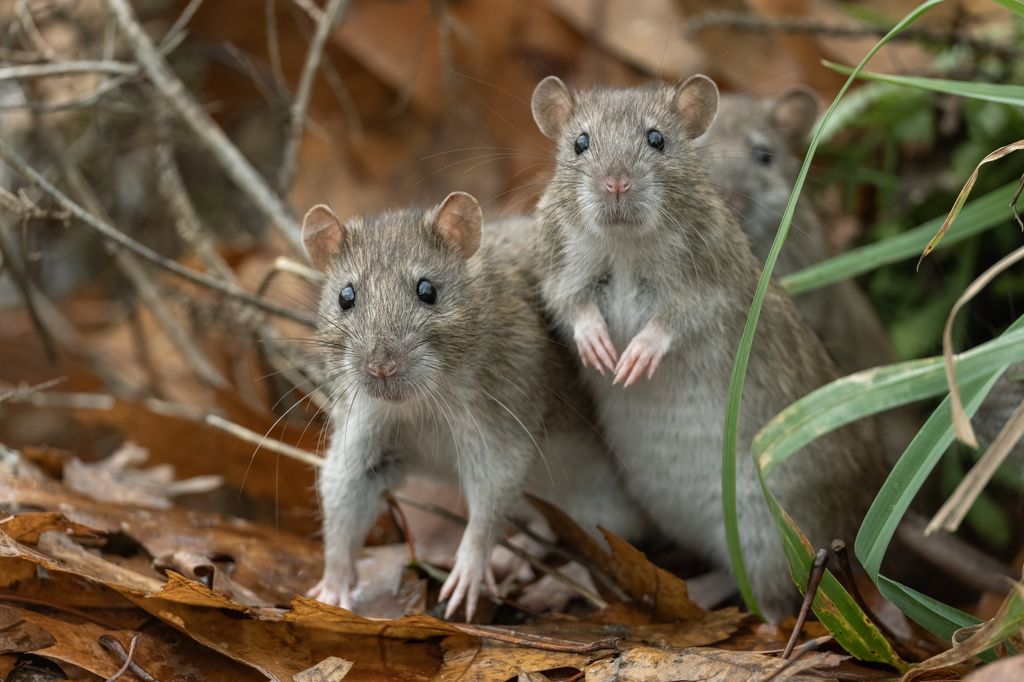El científico descubrió el virus Hantaan en ratones de campo capturados cerca del río Hantan, en Corea