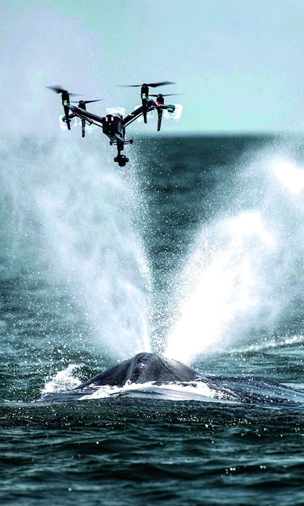 ballena estornudo