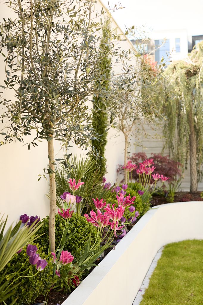 Jardín con flores, helechos y olivos