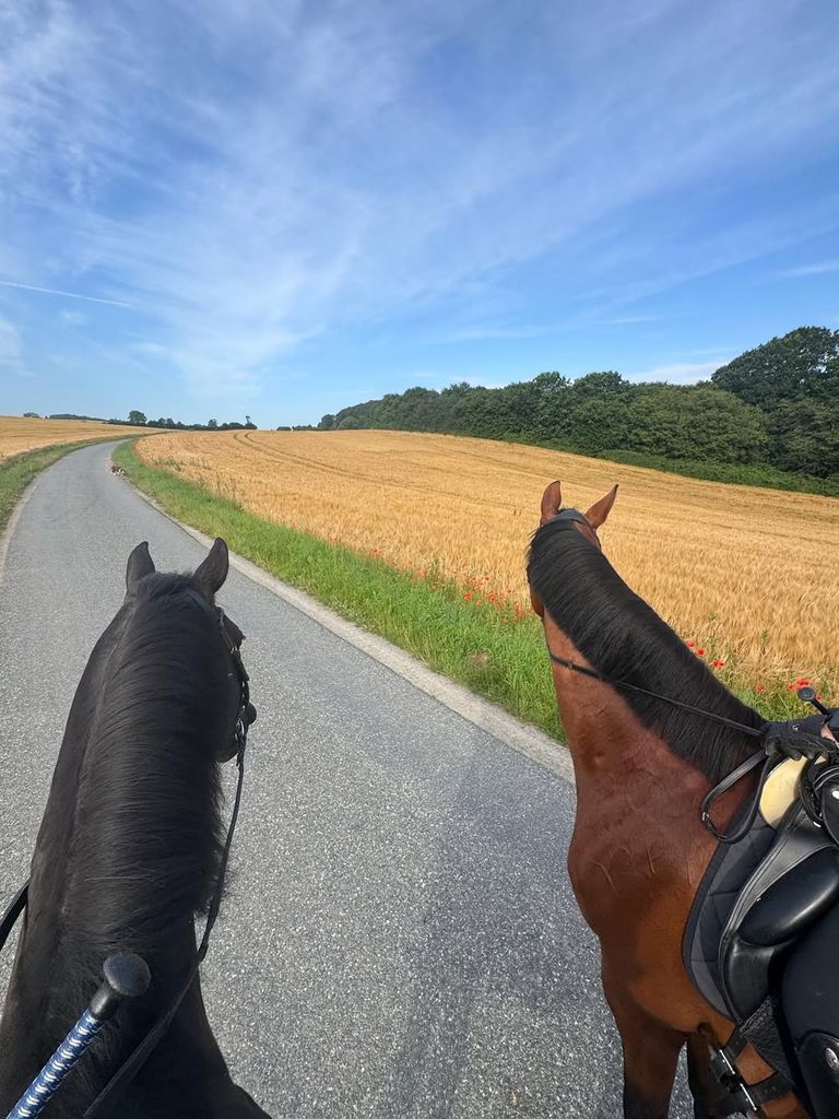 Caminando sobre caballos
