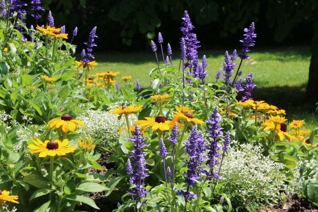 Plantas de flor