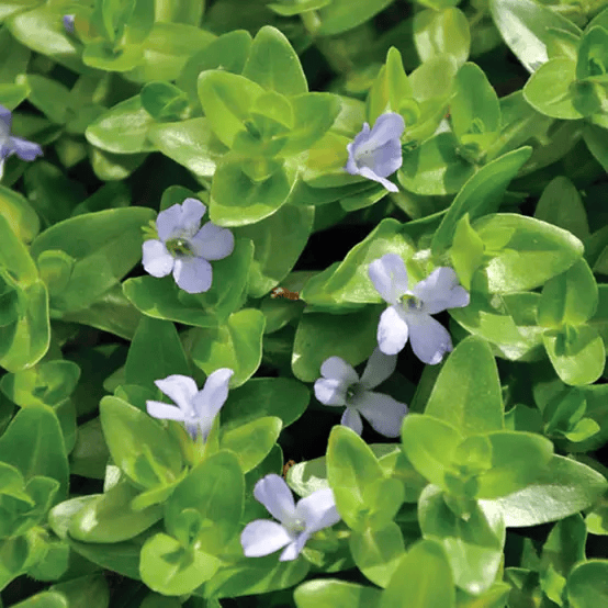 Bacopa con flores de color violeta