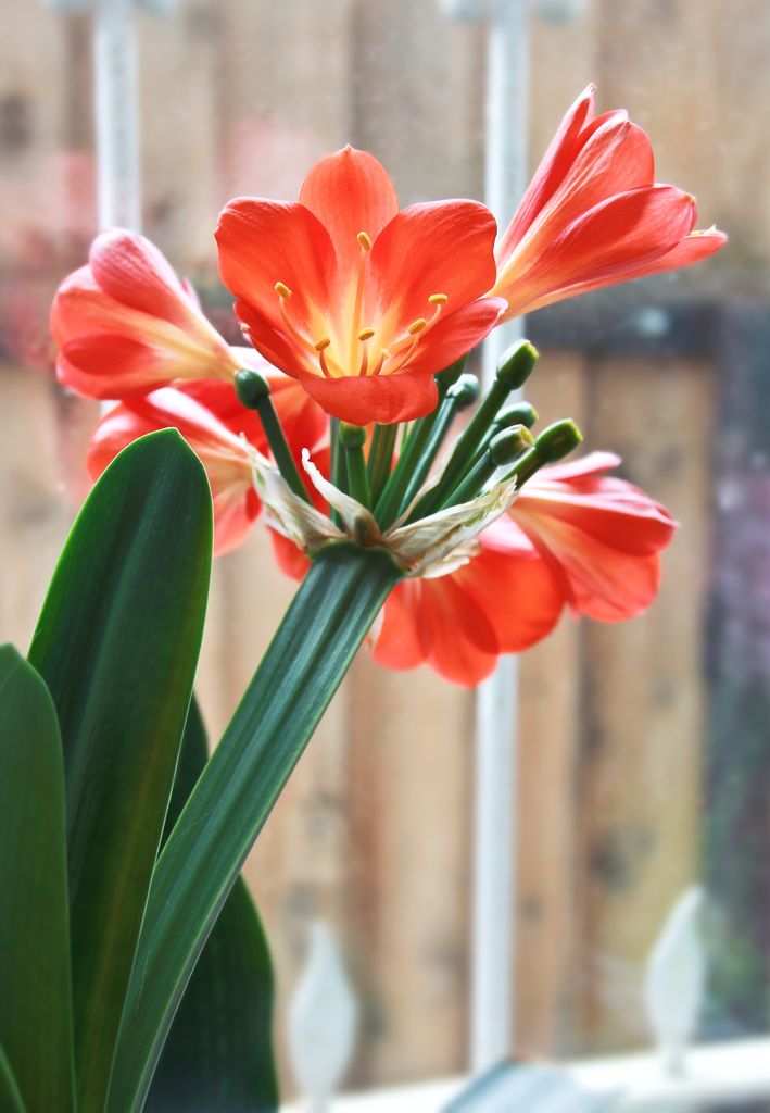 Clivia