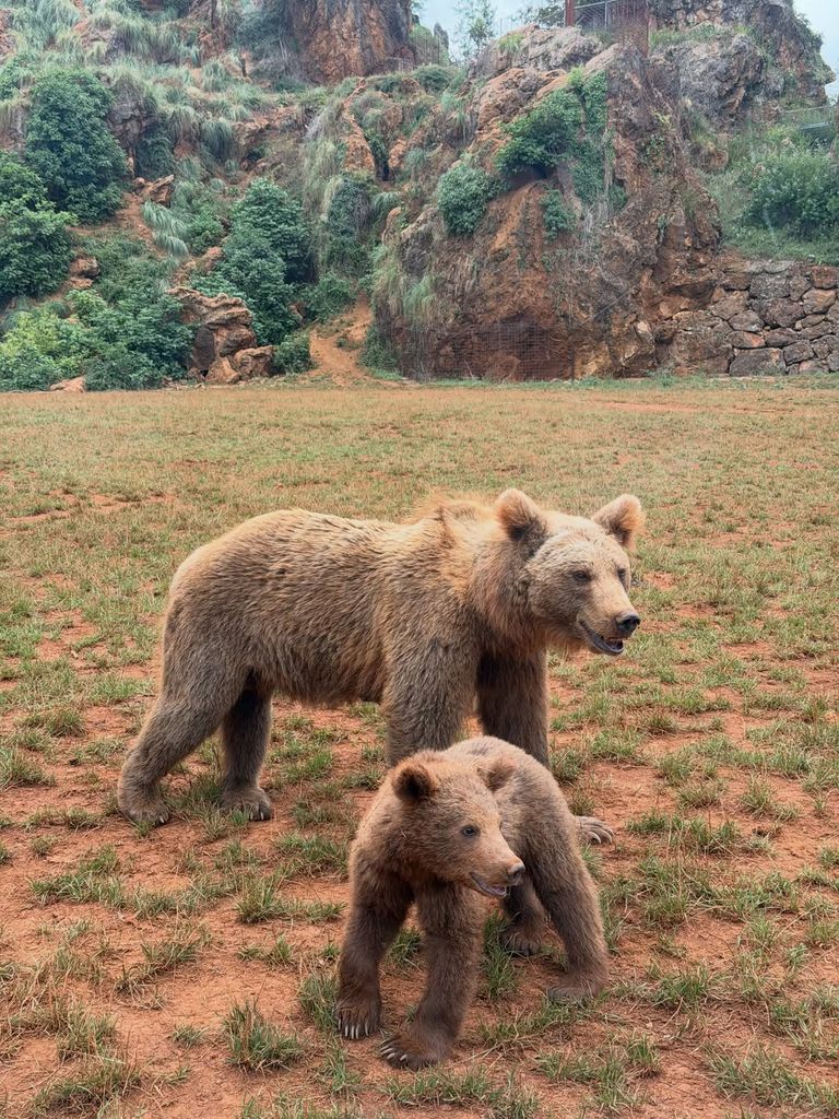 Osos en Cabárceno