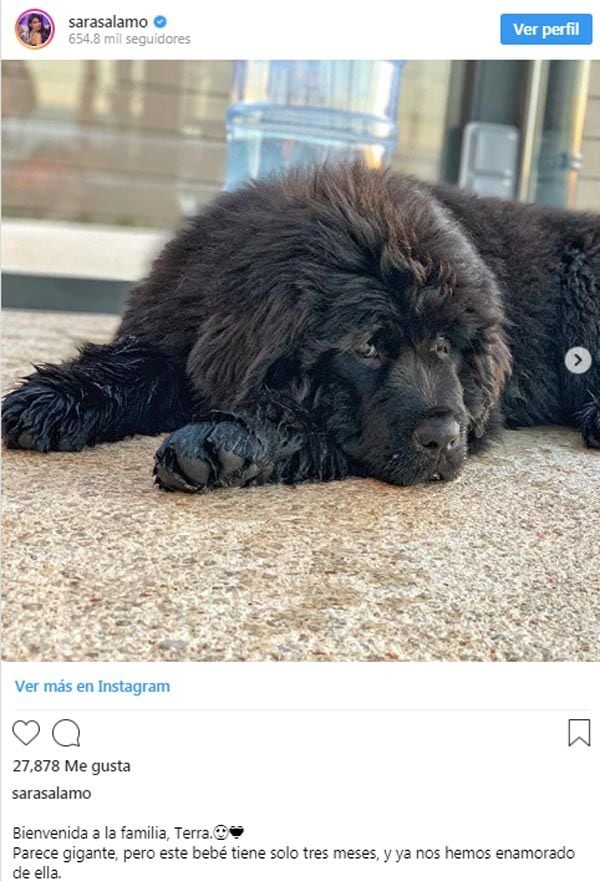 Sara Sálamo, nuevo perro