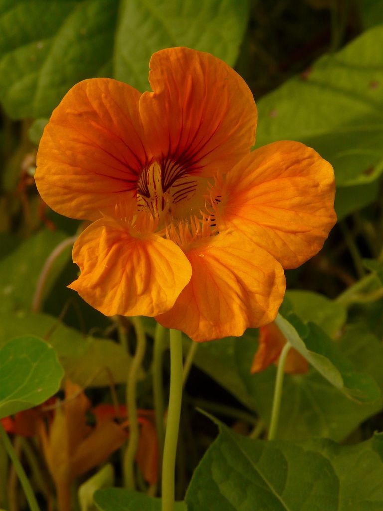 capuchina