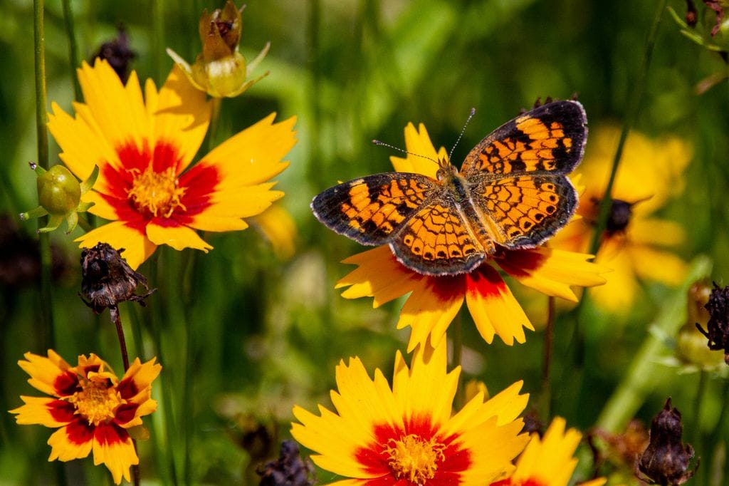 Coreopsis.