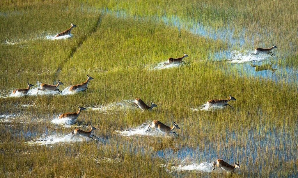 Botswana ¡HOLA! Viajes