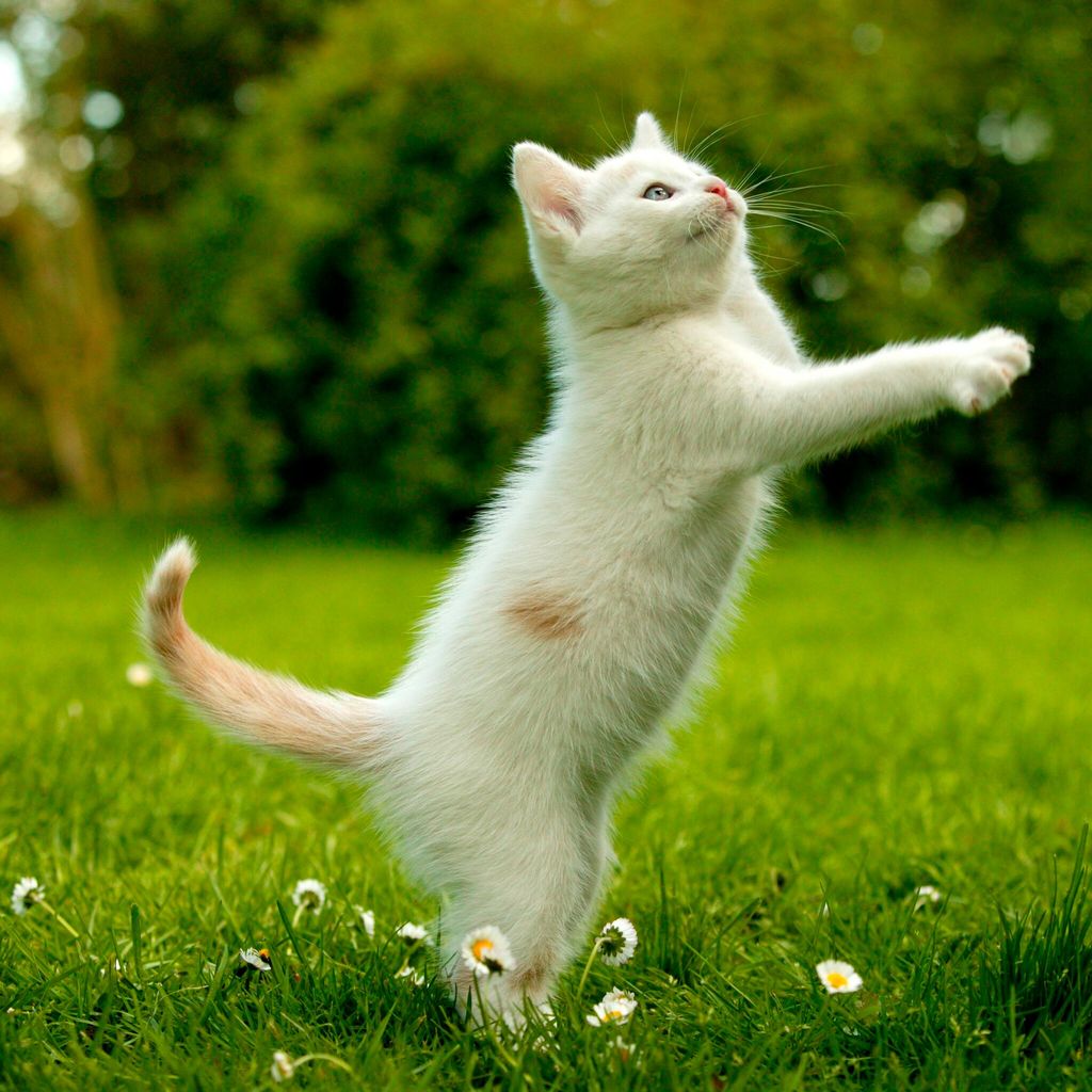 european cat felis catus