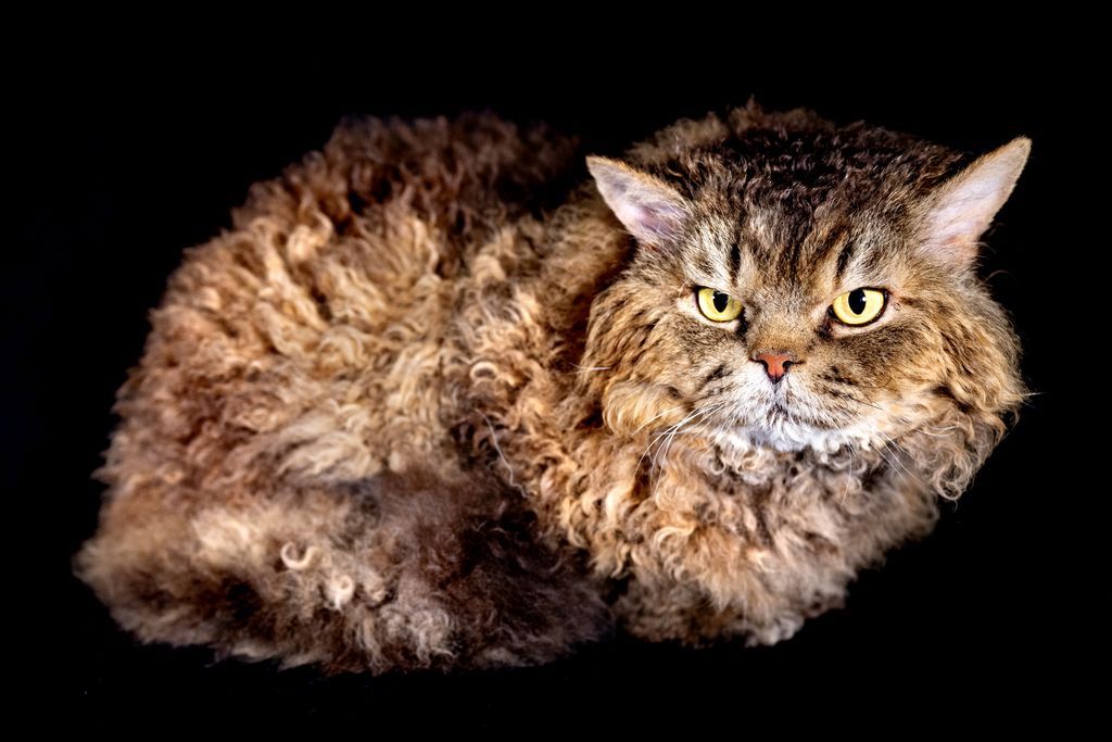 Con su aspecto esponjoso y su personalidad relajada, el Selkirk Rex es un gato muy familiar