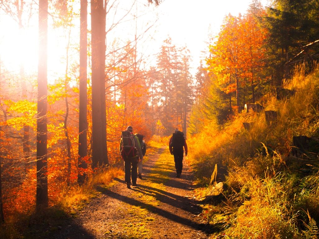 grupo de senderistas caminando en otoño