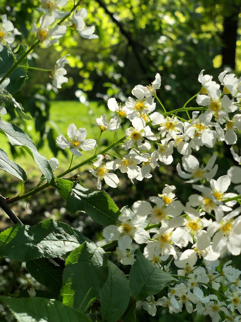 Prunus padus o cerezo de racimos