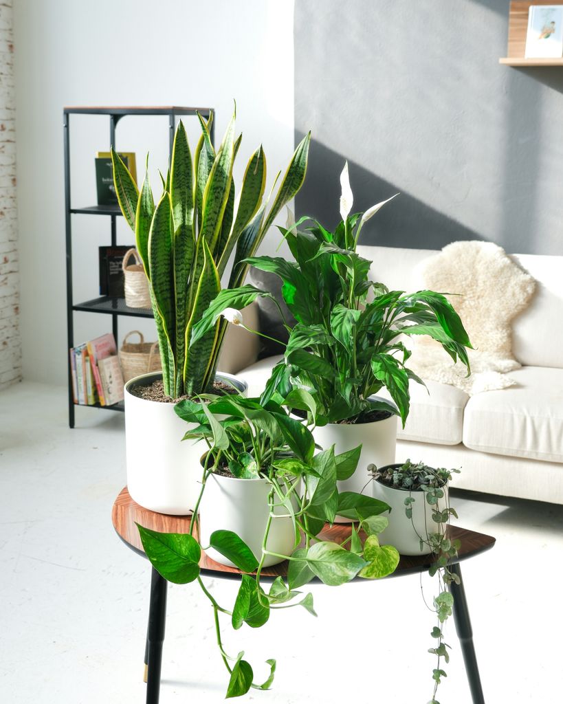 Plantas de interior