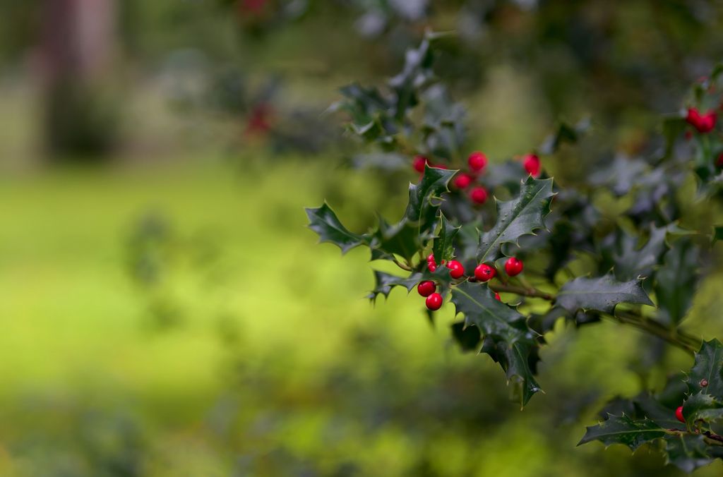 Acebo con frutos rojos