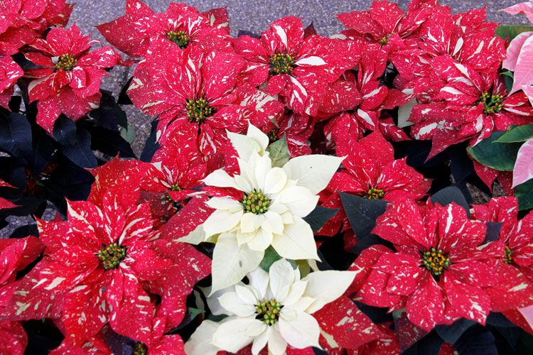 Poinsettias rojas moteadas y de color blanco