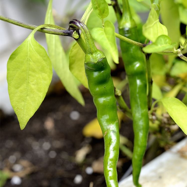 2 piparras en la planta