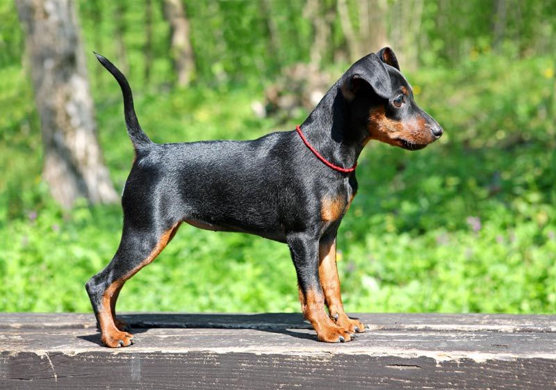 el pinscher aleman es una buena raza de perro