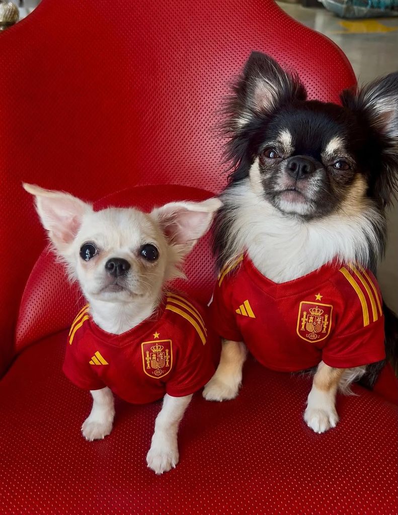 Los perros de Antonio Banderas, grandes seguidores de La Roja