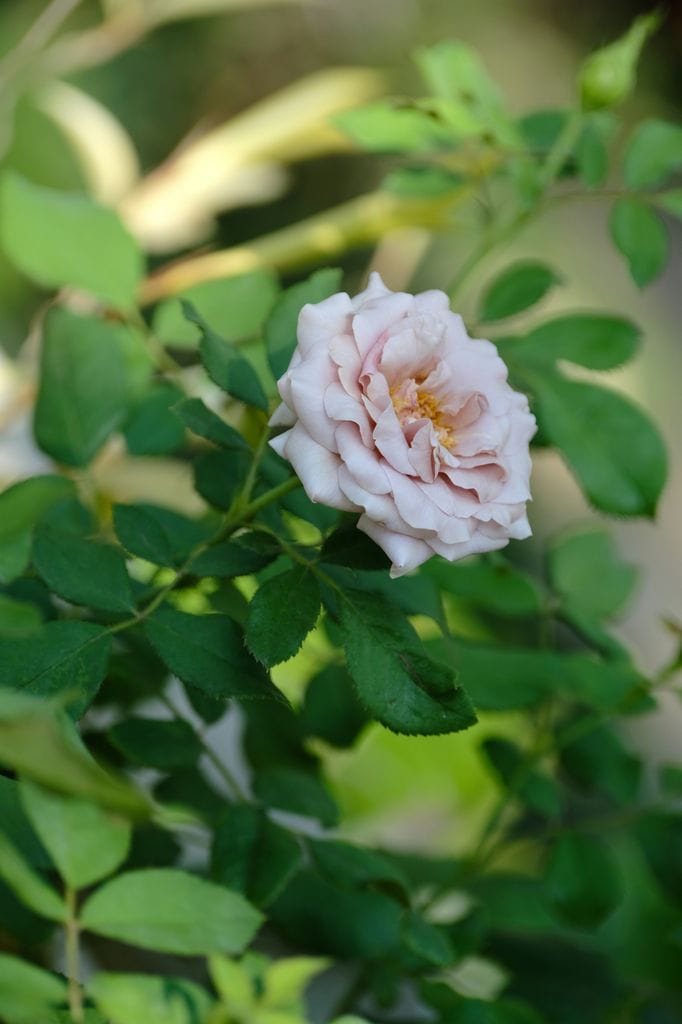 Rosas antiguas