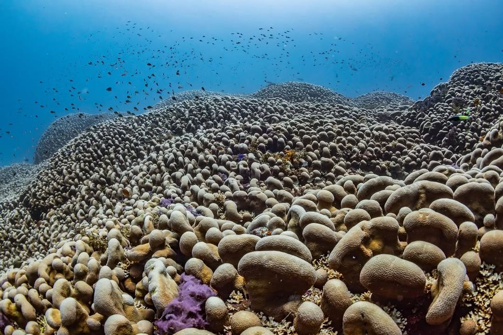 La colonia de coral más grande jamás registrada