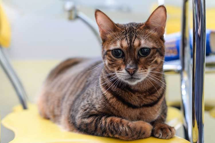 Un gato de la raza savannah