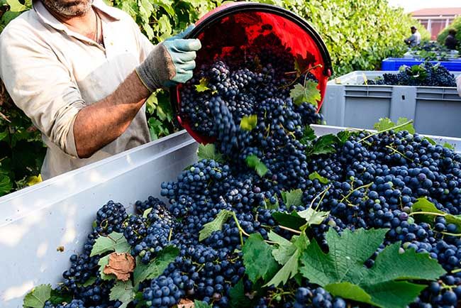 Descubre qué es el vino ecológico y en qué influye en tu salud