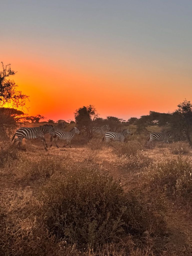 Cebras en uno de los parques nacionales de Kenia