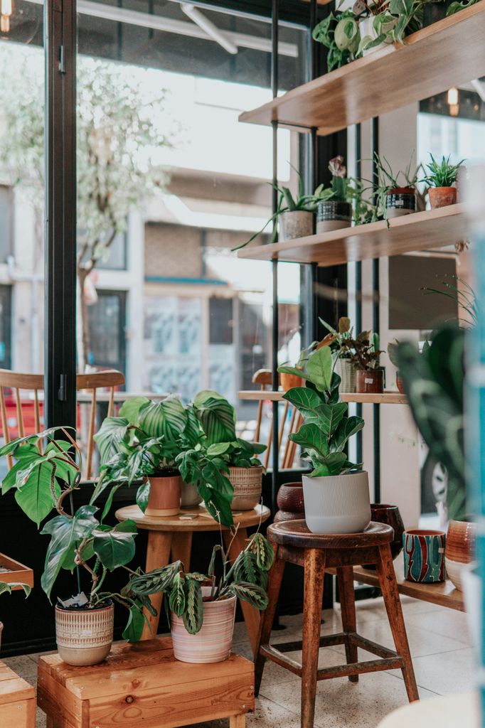Plantas de interior