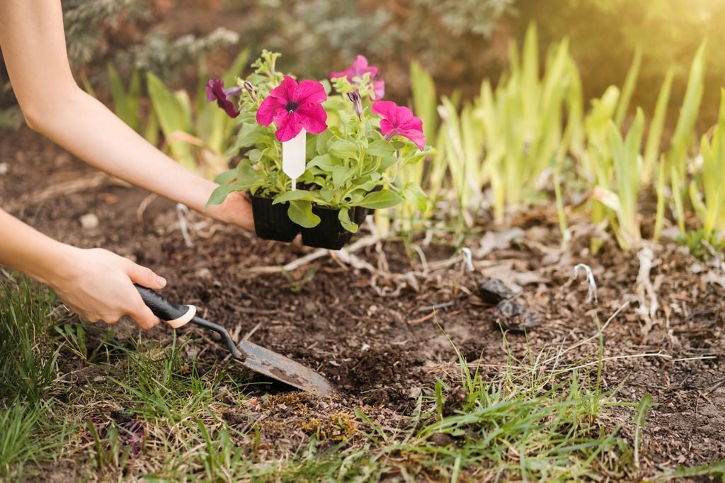 Mujer plantando petunia. 
