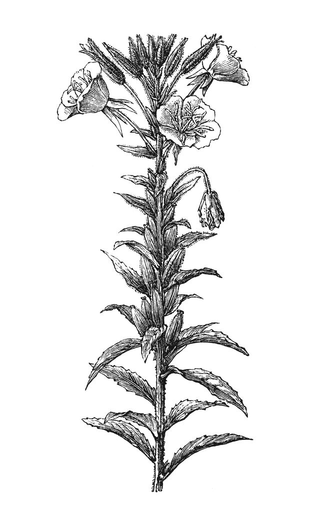 Media Image