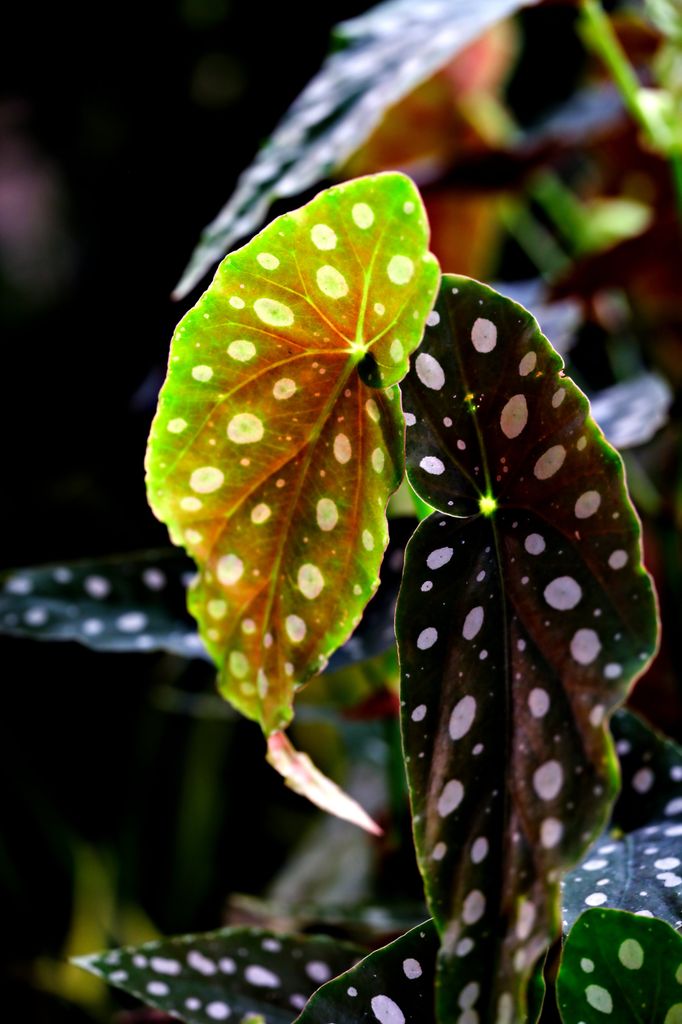Begonia maculata