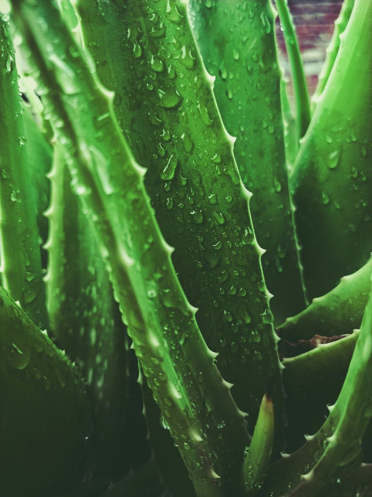 Aloe vera