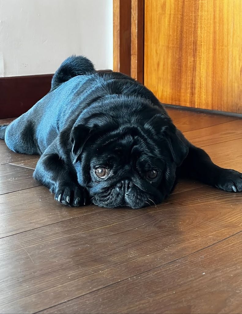 Los Aguilar usaron el perfil de Instagram de su perro 'Gordo' para lanzar una indirecta a Emiliano Aguilar, el hijo mayor del cantante.