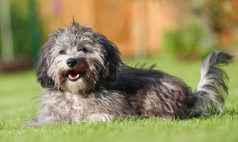 de que color son los perros maltipoo