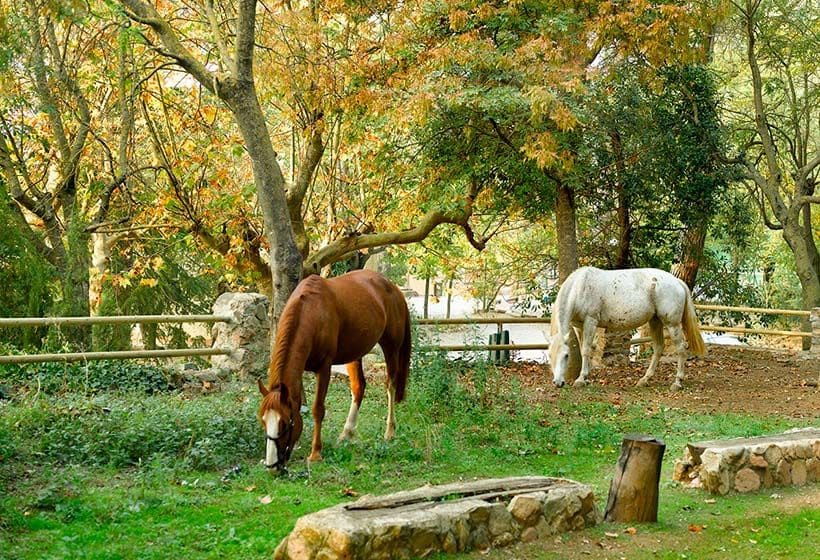 Caballos_a