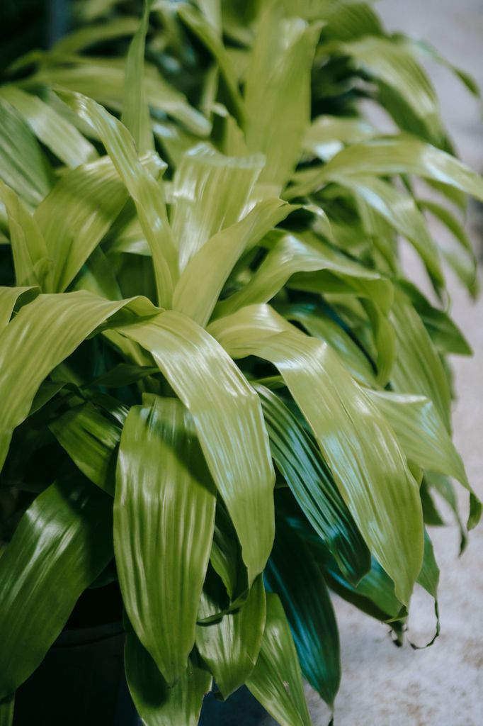 Aspidistra