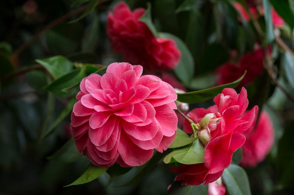 Camelia
