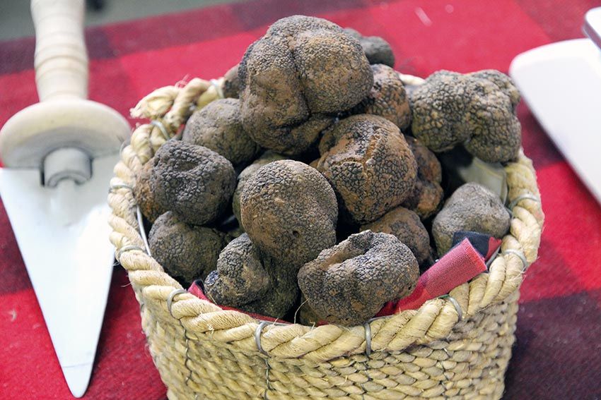 trufas-teruel