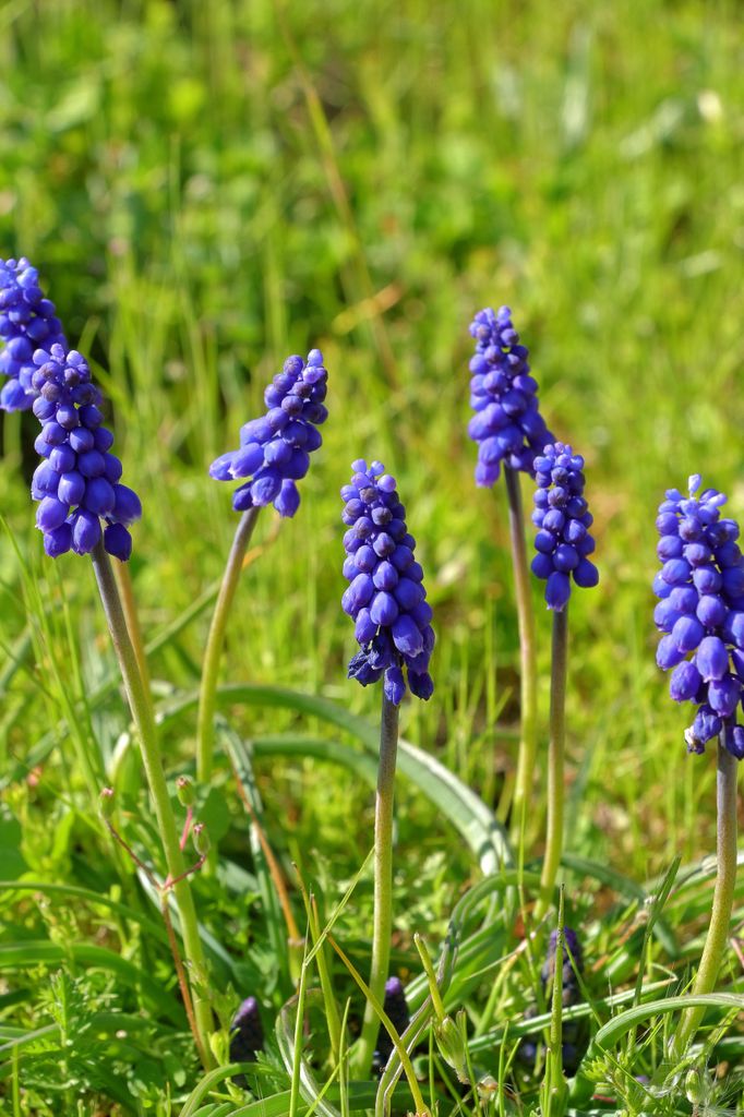Muscari o nazareno. 