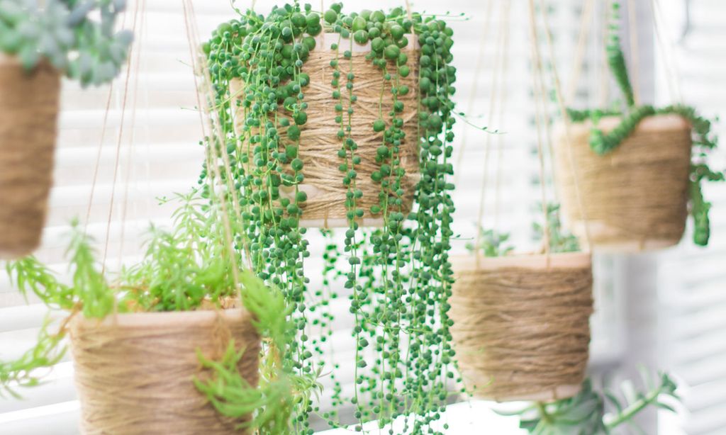 Planta rosario o senecio ('Senecio rowleyanus')