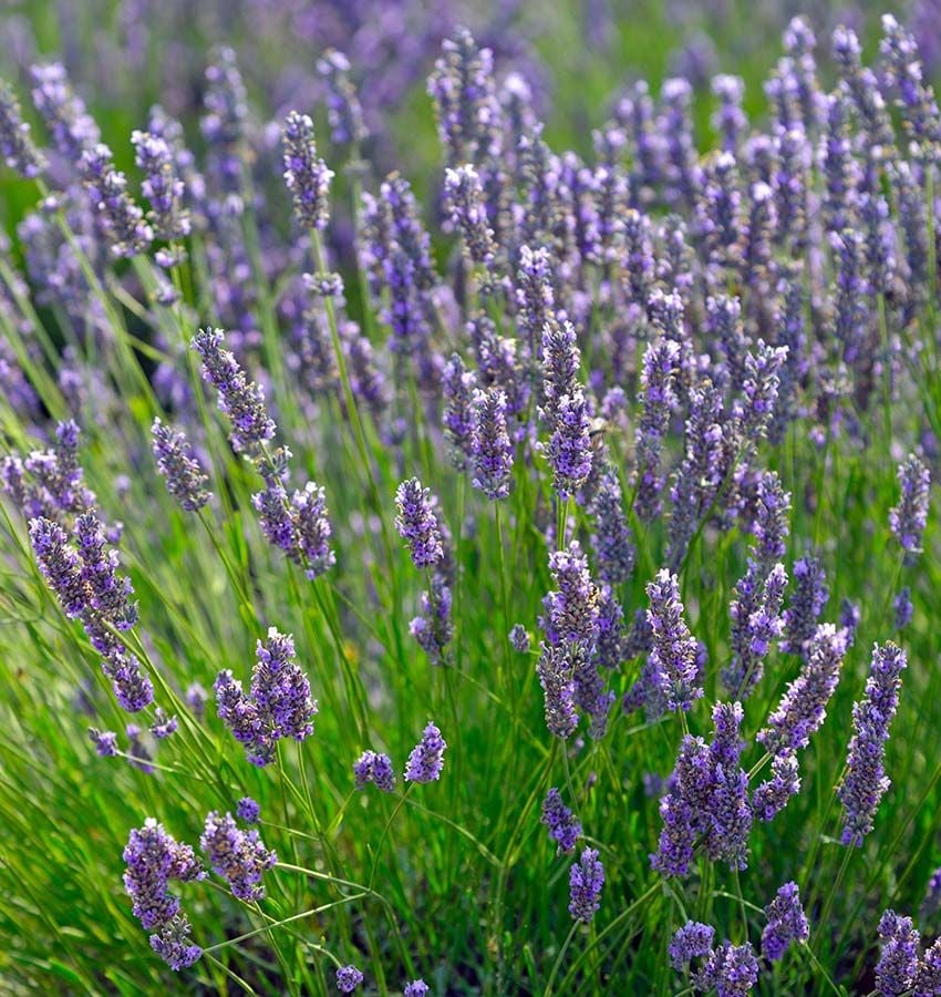 Planta de la lavanda