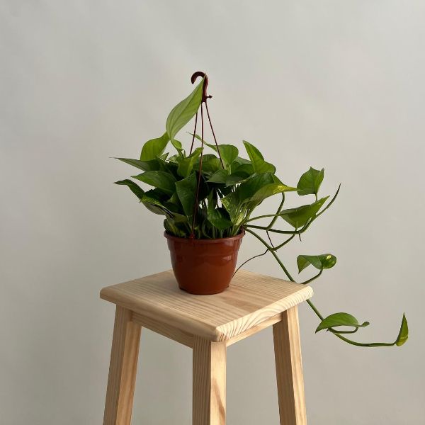  Potos Epipremnum Aureum Planta Natural Leroy Merlin