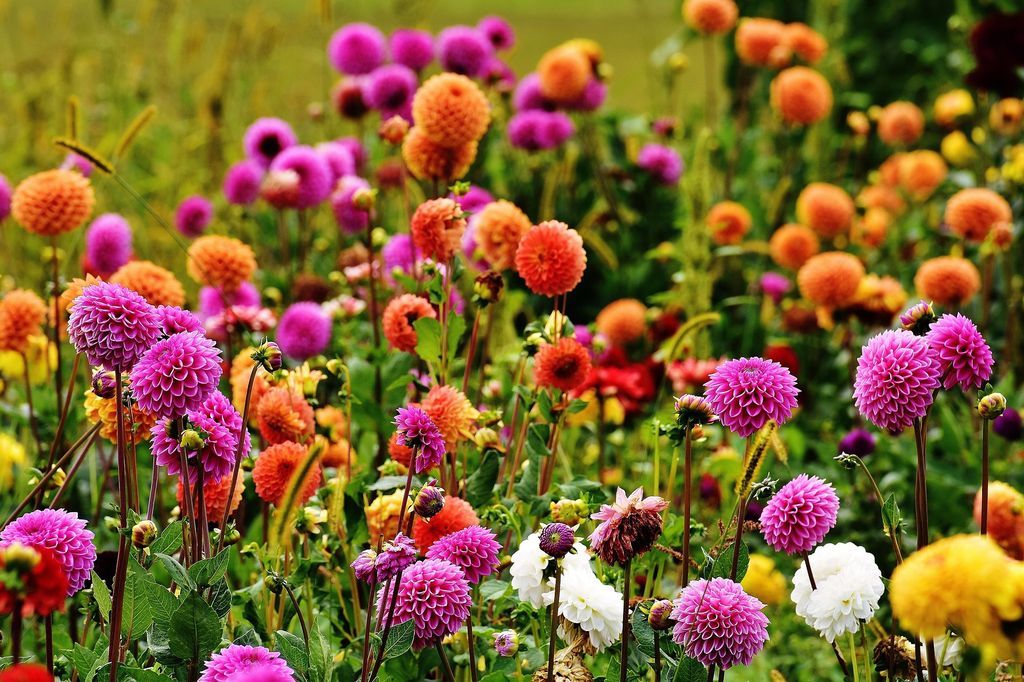 Dalias con flores en distintos colores