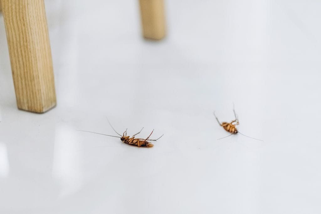Cucarachas en la cocina