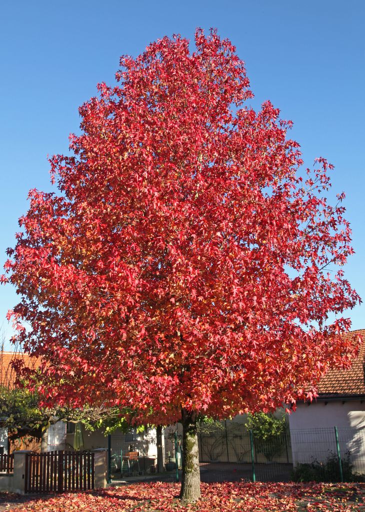 Liquidámbar (‘Liquidambar styraciflua’), un árbol de hojas caducas que luce su mejor versión en otoño