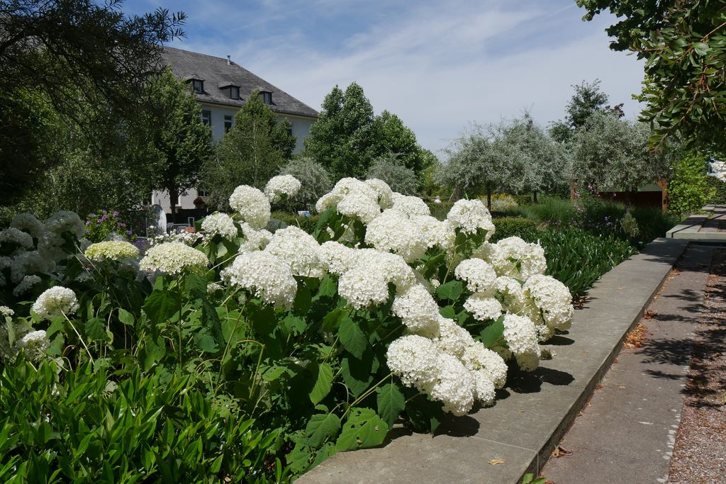 Hortensias blancas
