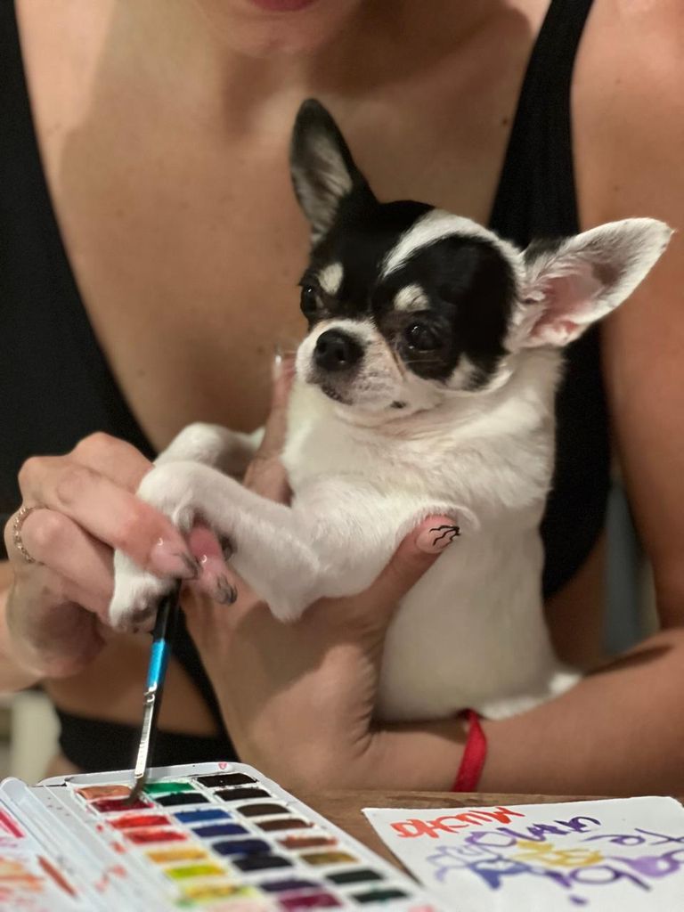 María Pita, la chihuahua influencer, pintando con acuarelas